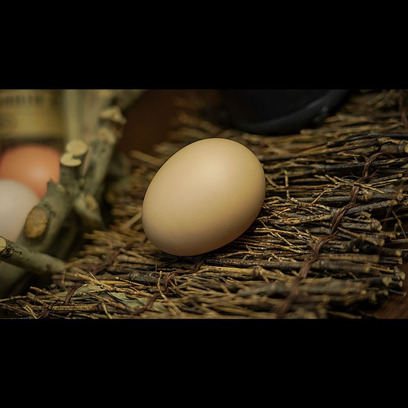 SILK TO EGG - immagine 6